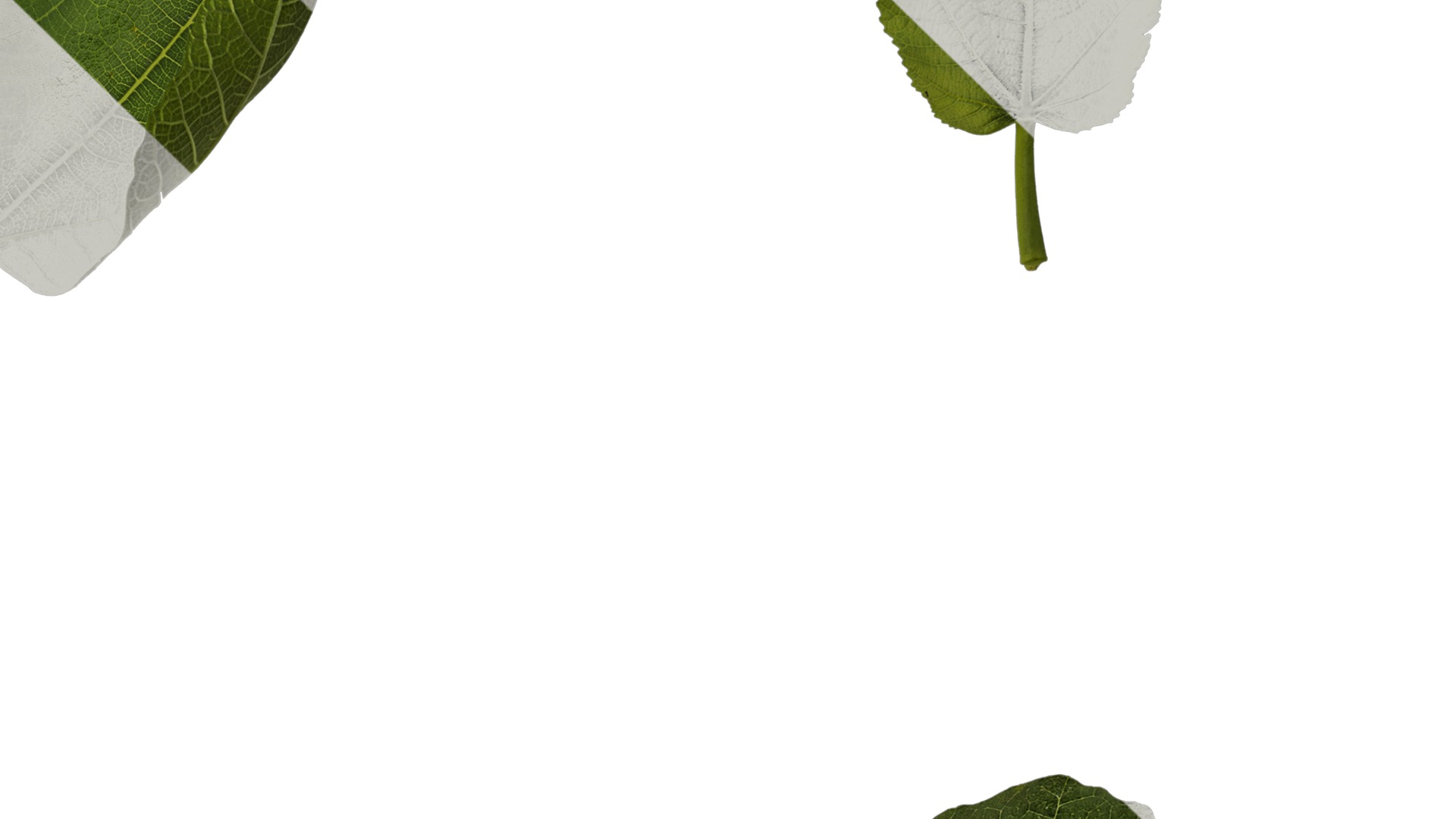 Anydrafts Ficus carica Leaf 02 Texture_4