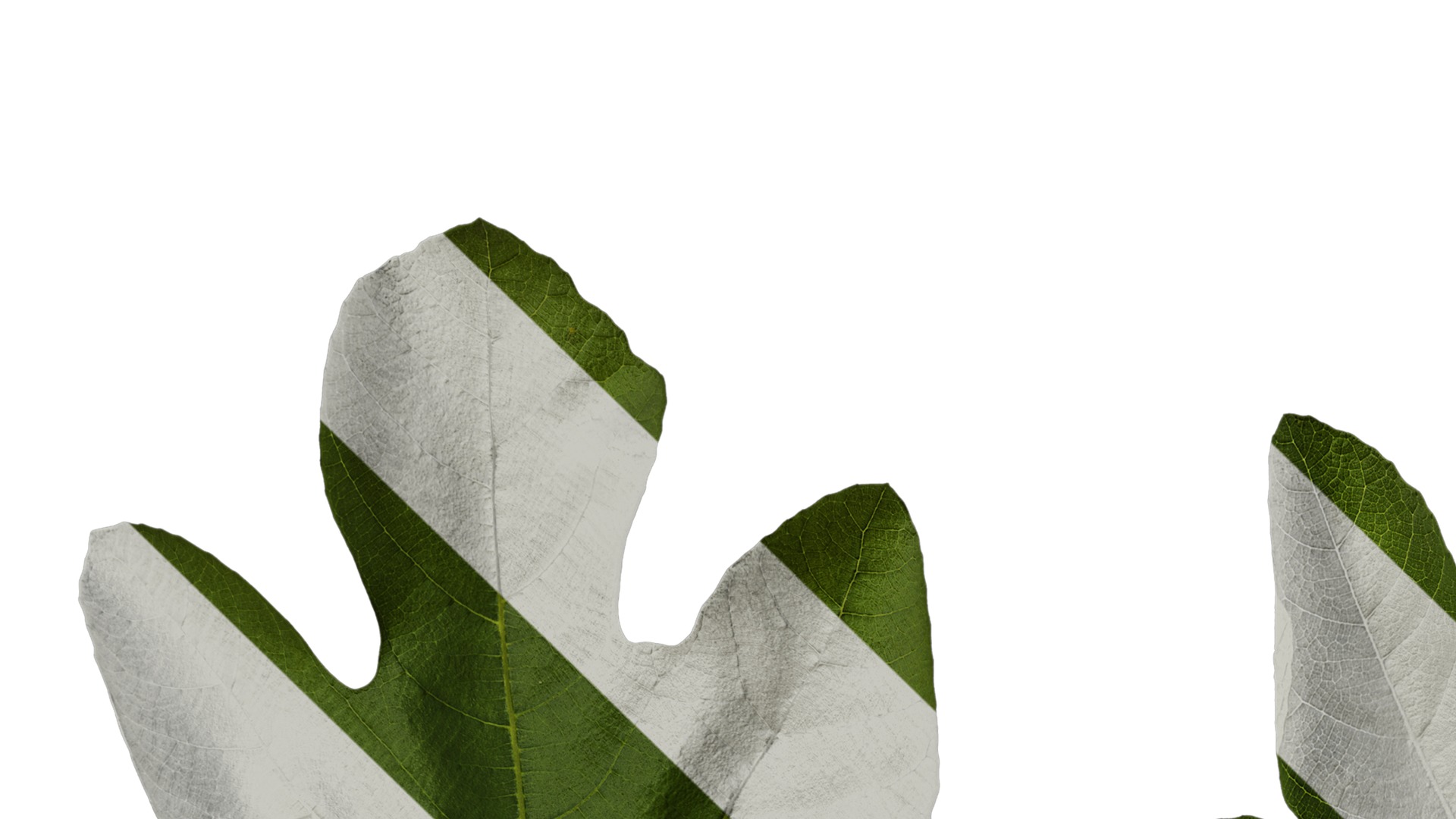 Anydrafts Ficus carica Leaf 02 Texture_1