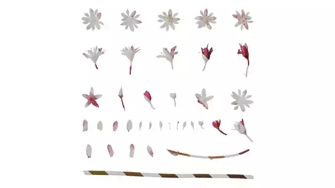 Anydrafts Heuchera micrantha Flower 05