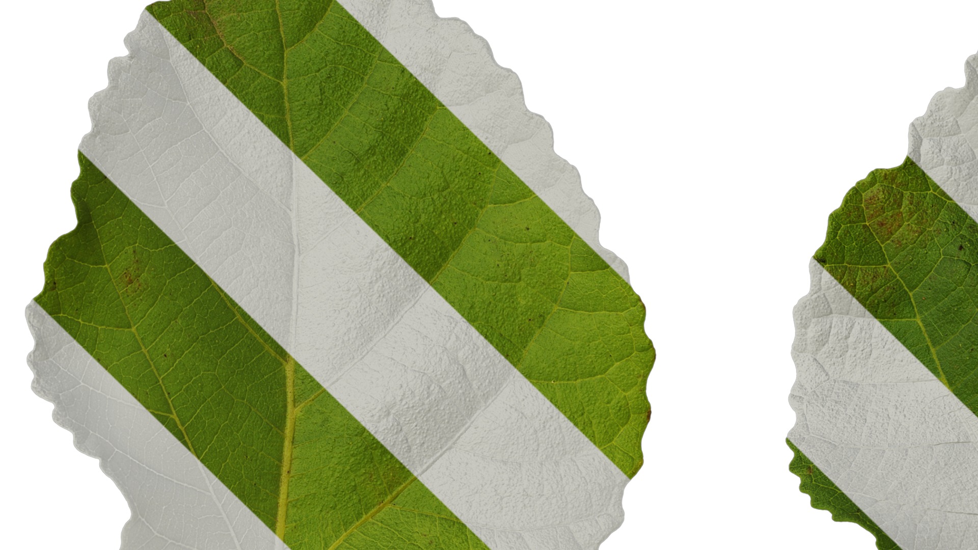 Anydrafts Ficus carica Leaf 03 Texture_1