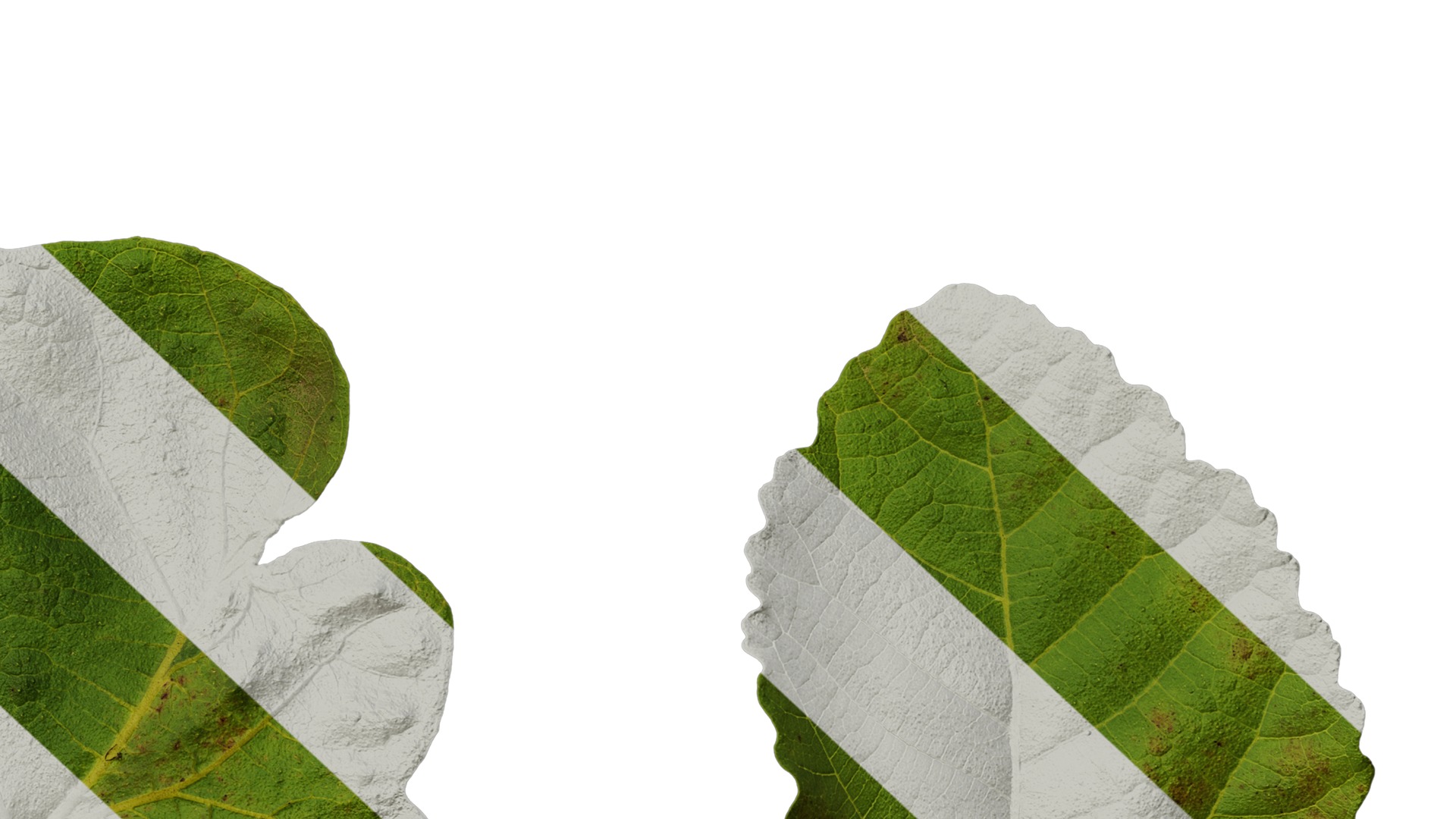 Anydrafts Ficus carica Leaf 03 Texture_6