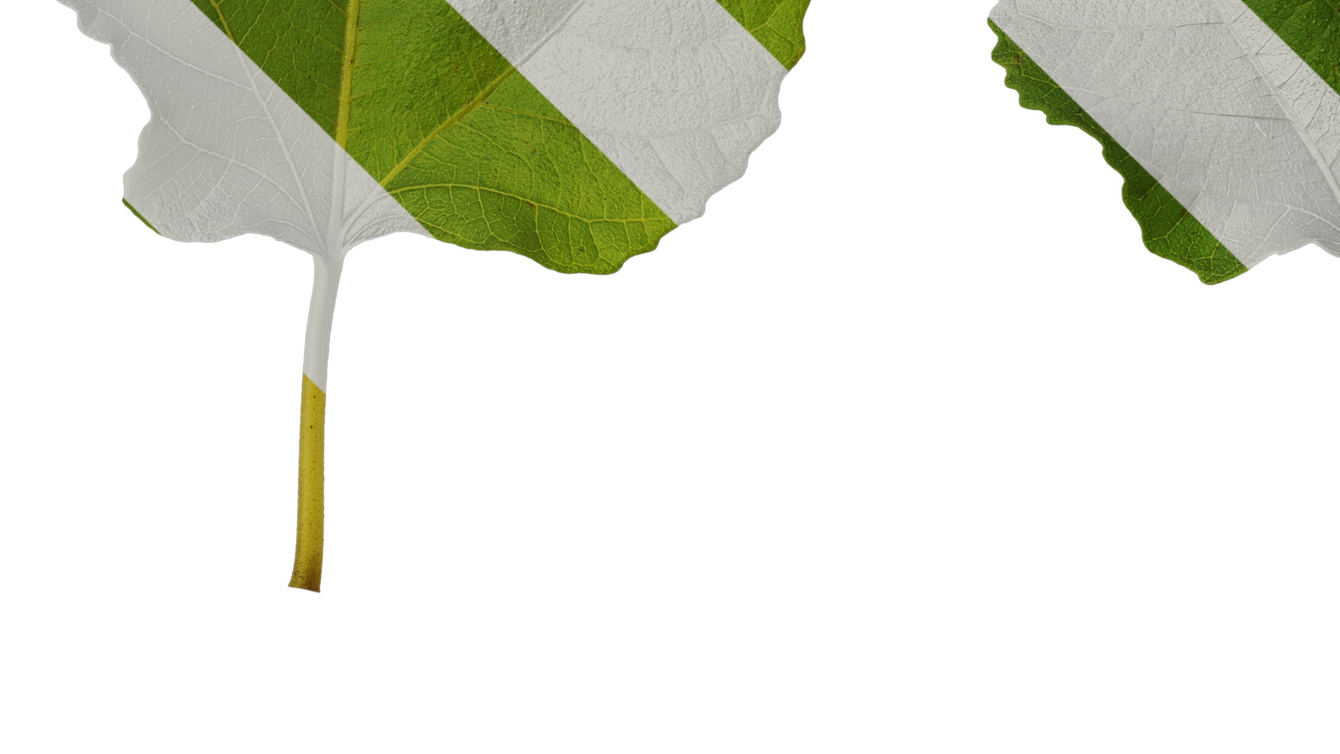 Anydrafts Ficus carica Leaf 03 Texture_3