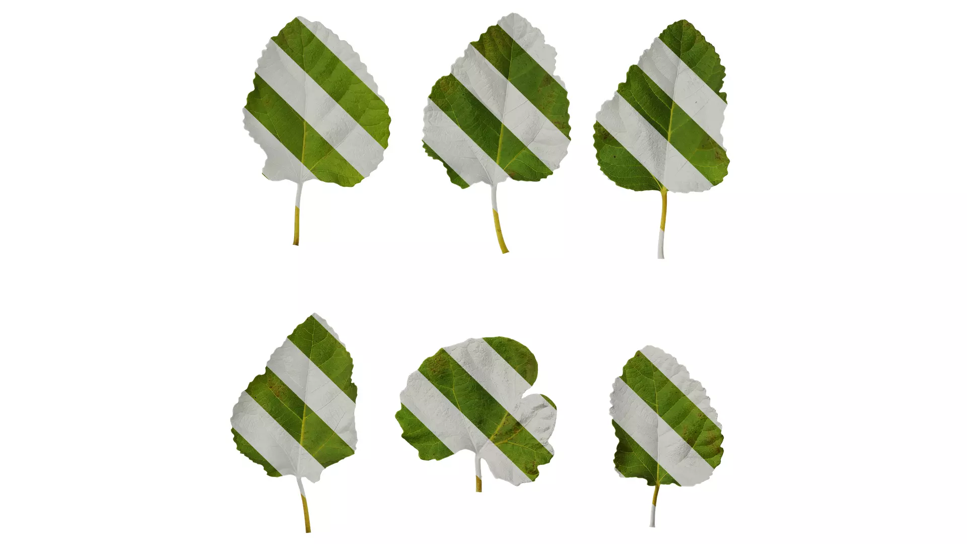 Anydrafts Ficus carica Leaf 03 Texture_0