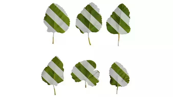 Anydrafts Ficus carica Leaf 03 Texture