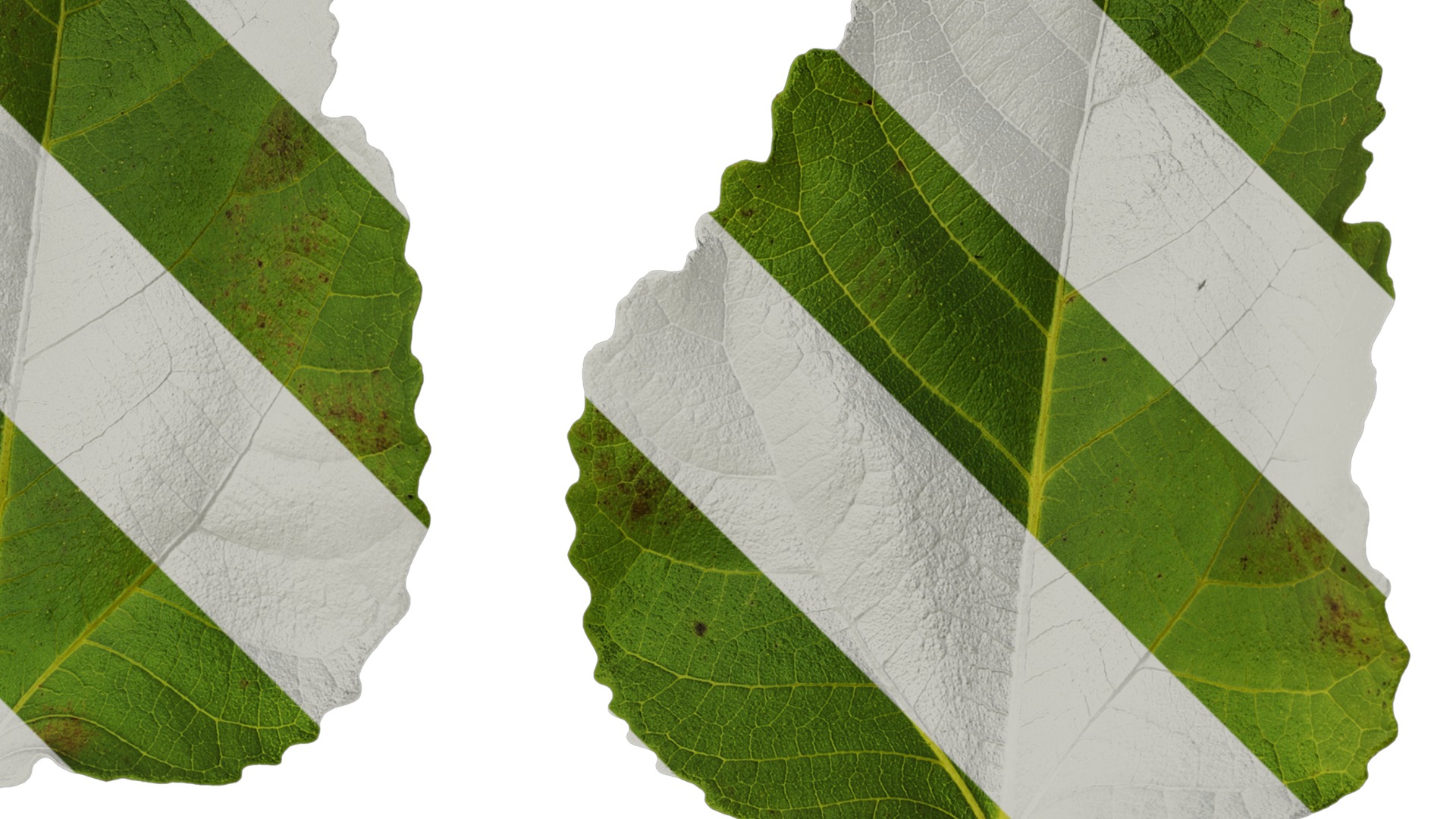 Anydrafts Ficus carica Leaf 03 Texture_2