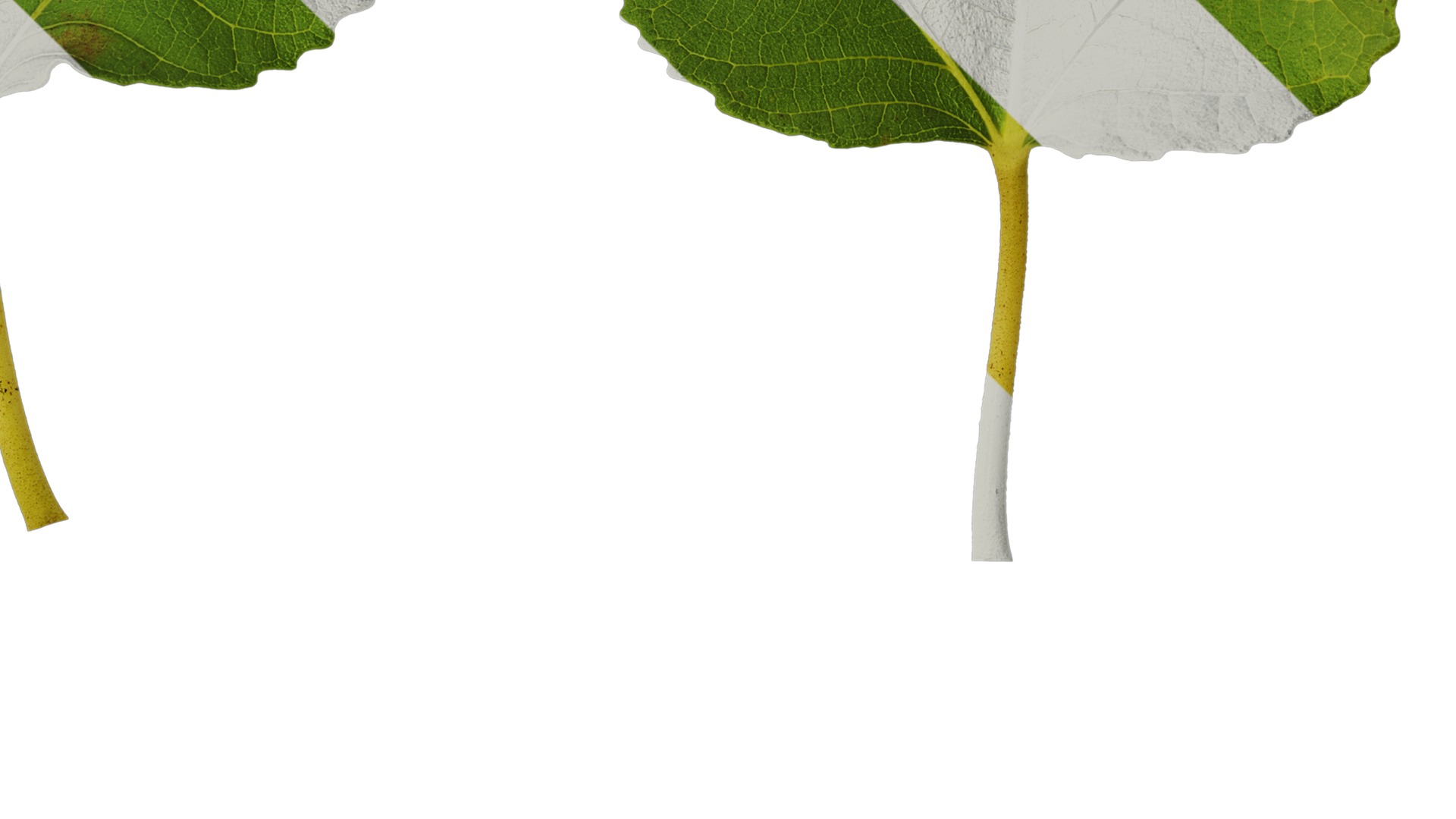 Anydrafts Ficus carica Leaf 03 Texture_4