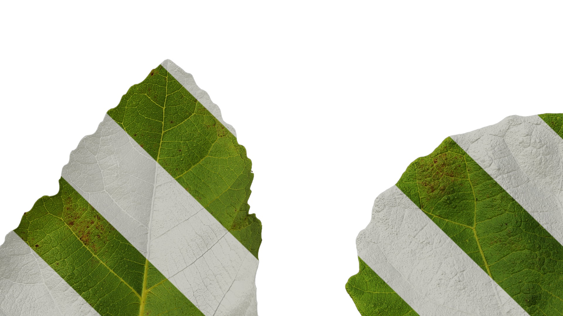 Anydrafts Ficus carica Leaf 03 Texture_5