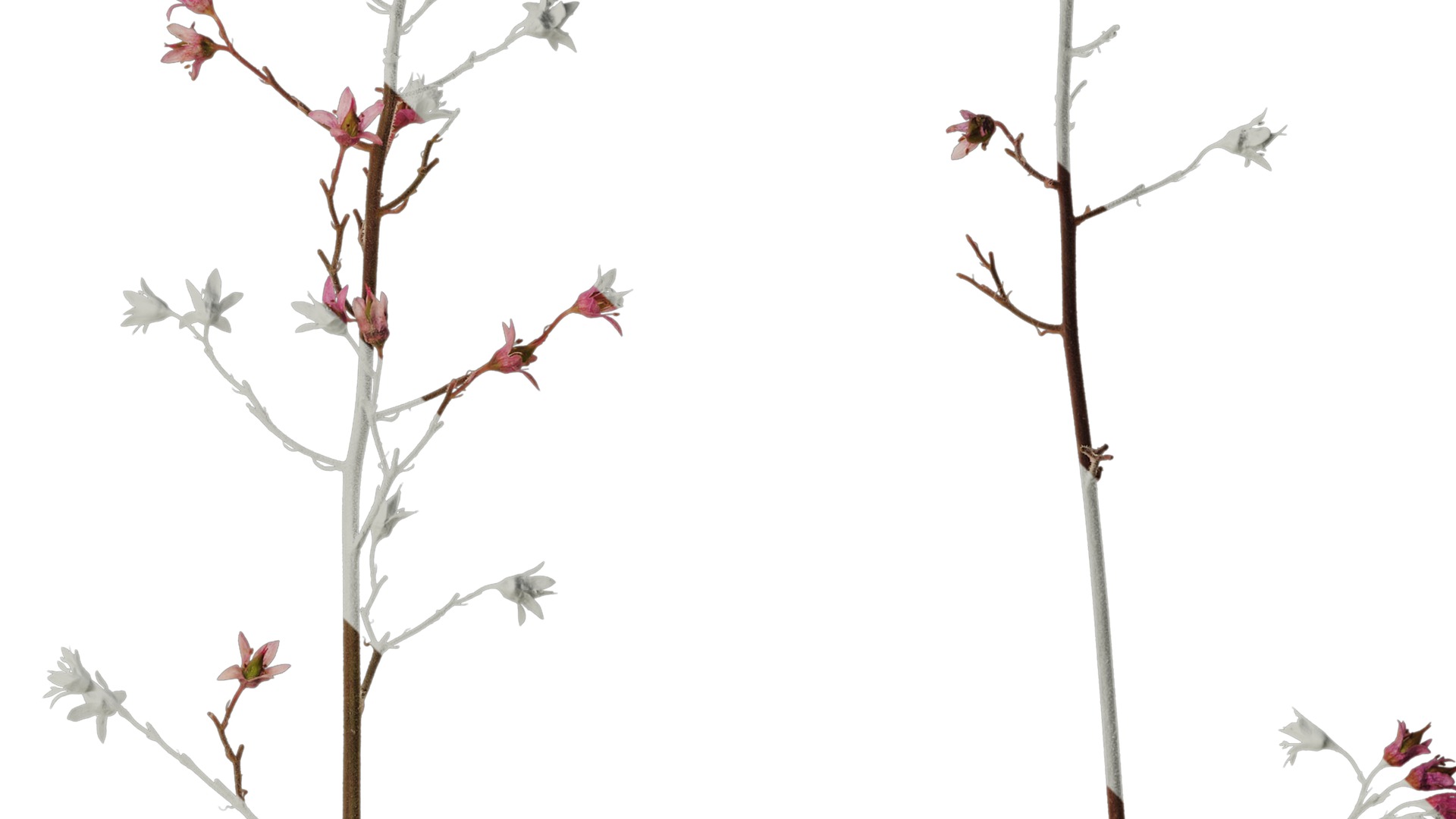 Anydrafts Heuchera micrantha Flower 07 Texture_4