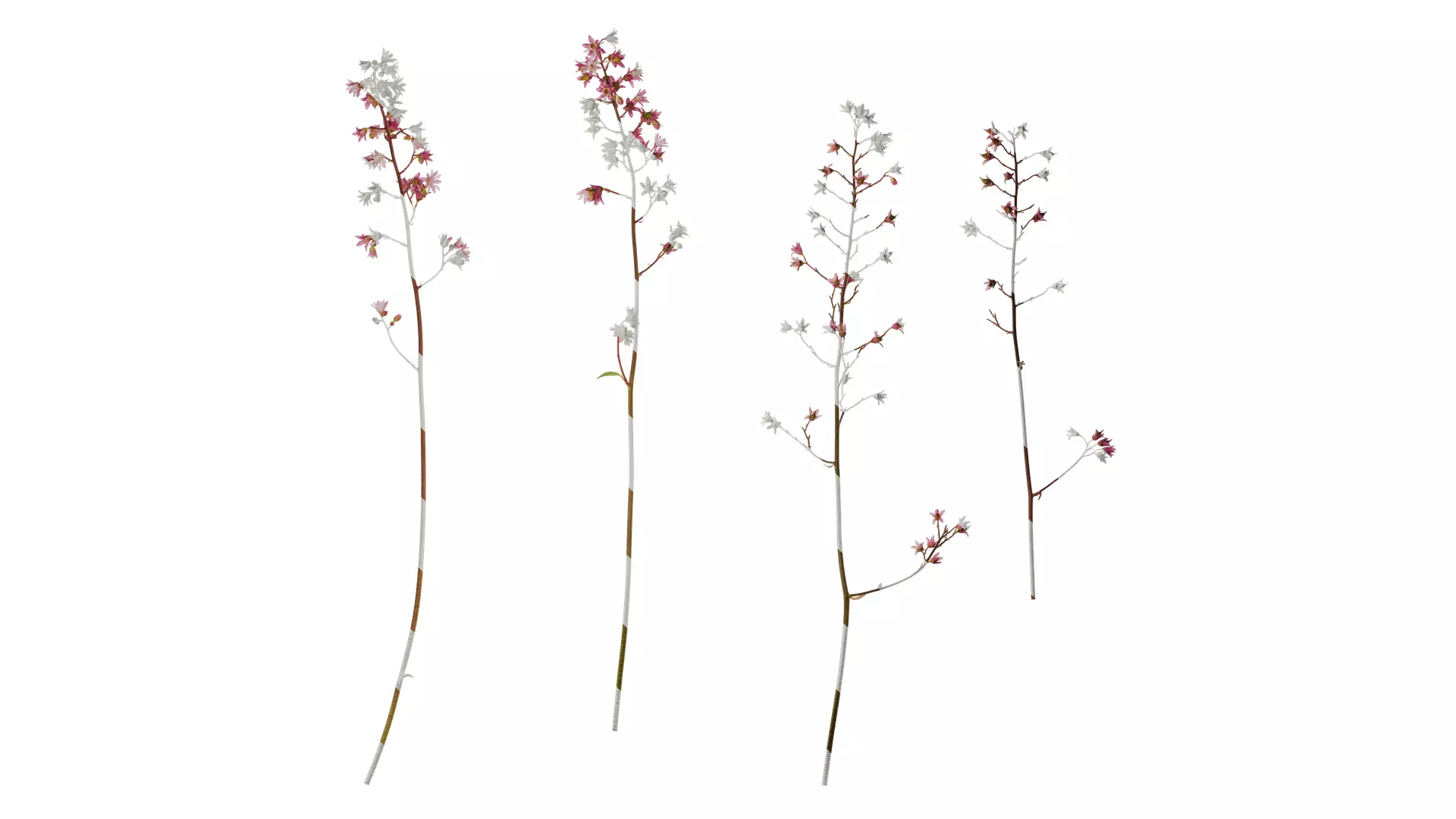 Anydrafts Heuchera micrantha Flower 07 Texture_0