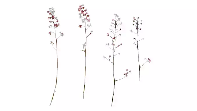 Anydrafts Heuchera micrantha Flower 07