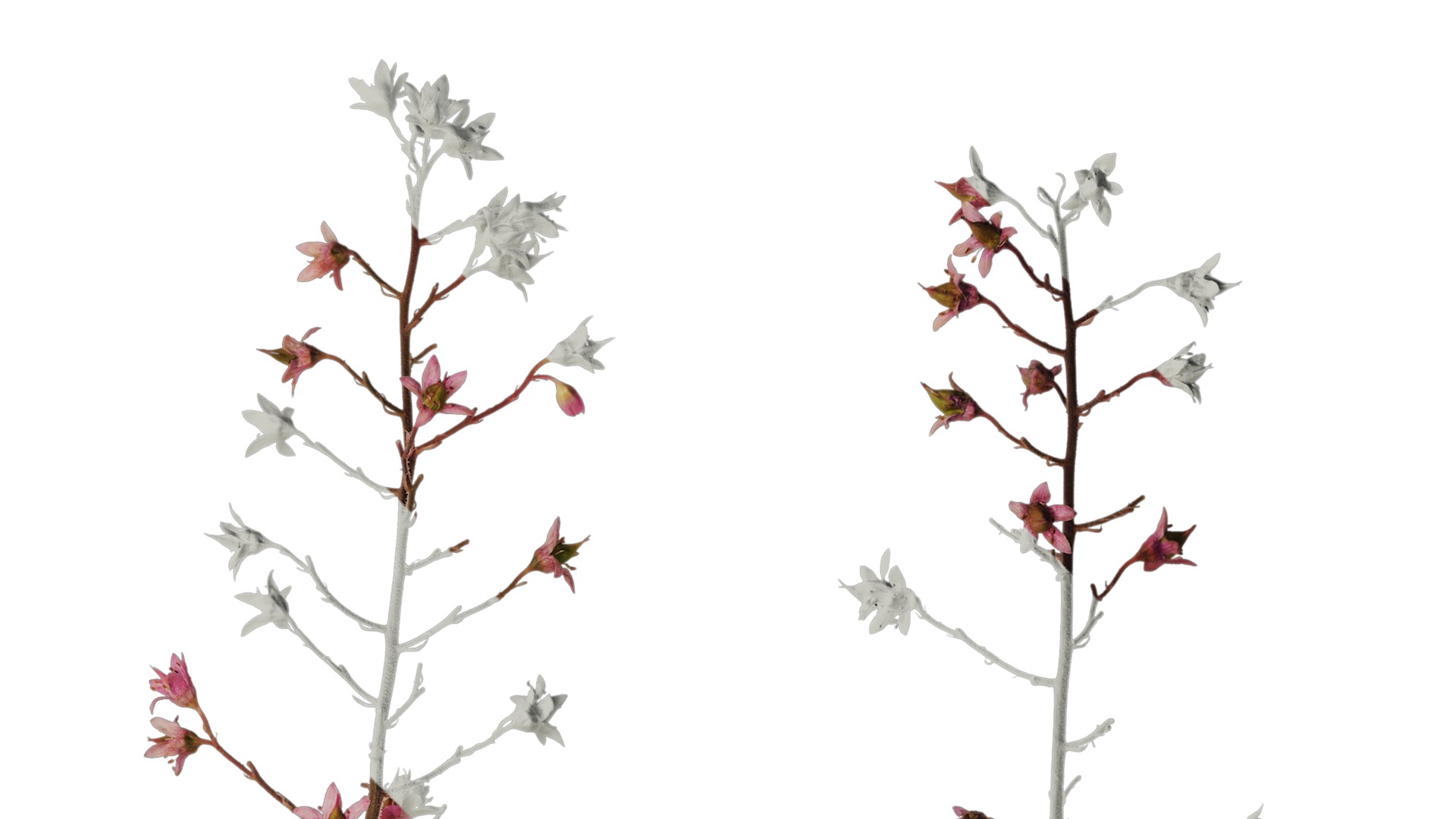 Anydrafts Heuchera micrantha Flower 07 Texture_2