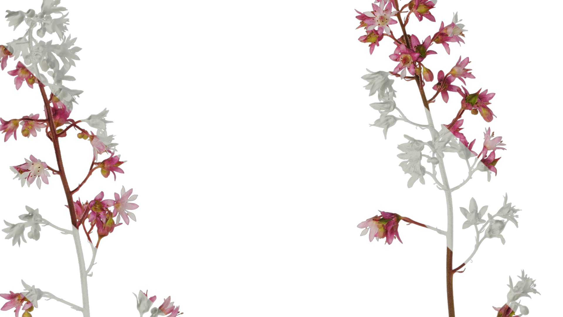 Anydrafts Heuchera micrantha Flower 07 Texture_1