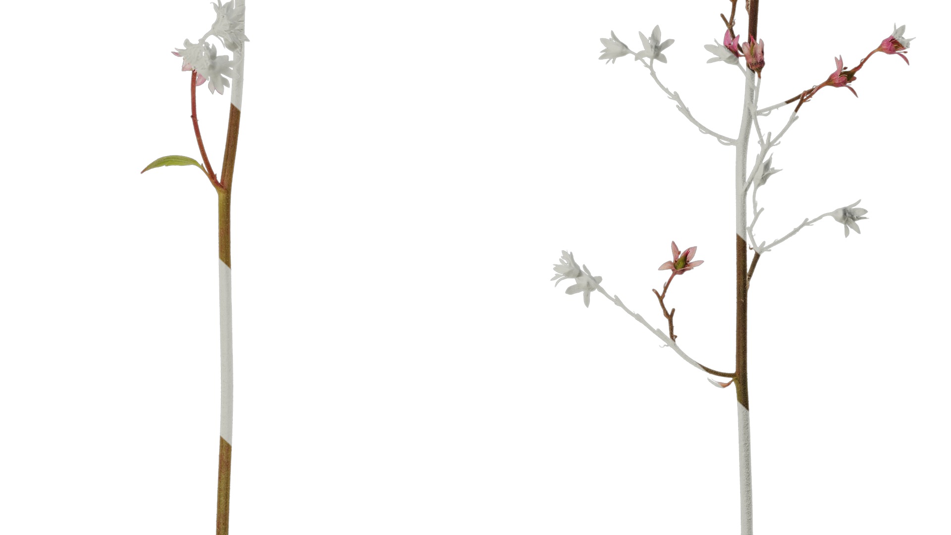 Anydrafts Heuchera micrantha Flower 07 Texture_7