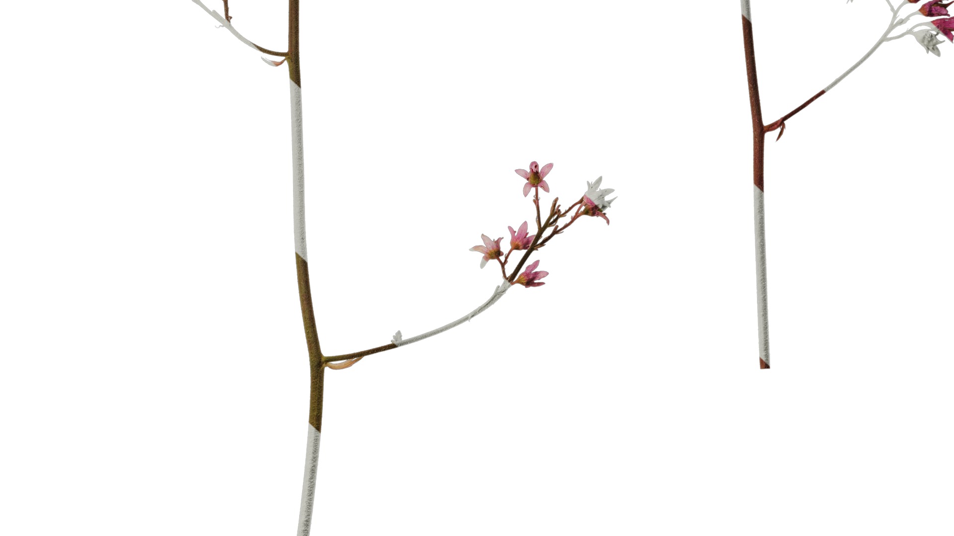 Anydrafts Heuchera micrantha Flower 07 Texture_6