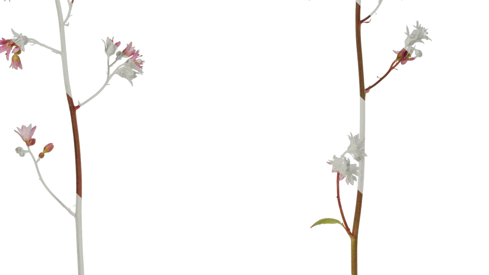 Anydrafts Heuchera micrantha Flower 07 Texture_3