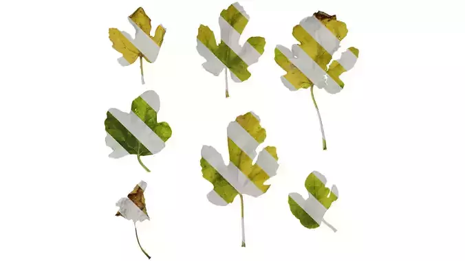 Anydrafts Ficus carica Leaf 04 Texture
