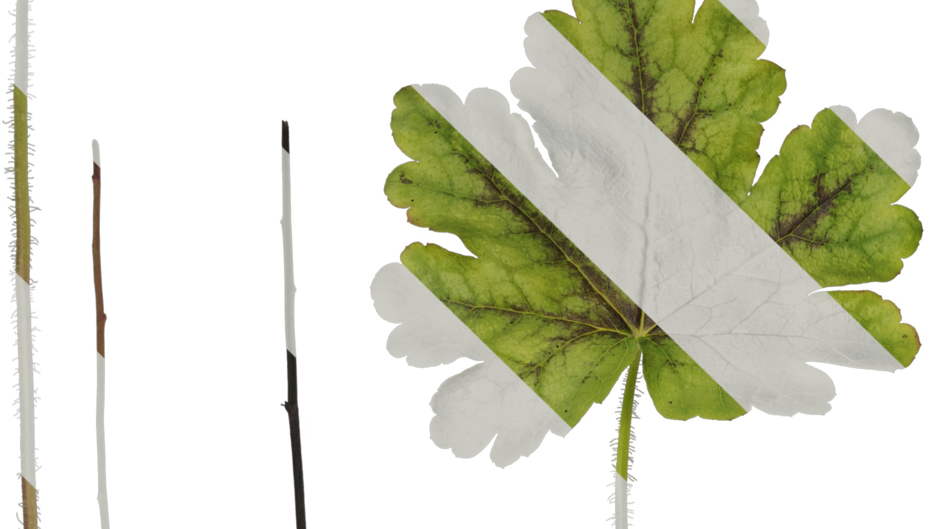 Anydrafts Heuchera micrantha Leaf 10 F Texture_1