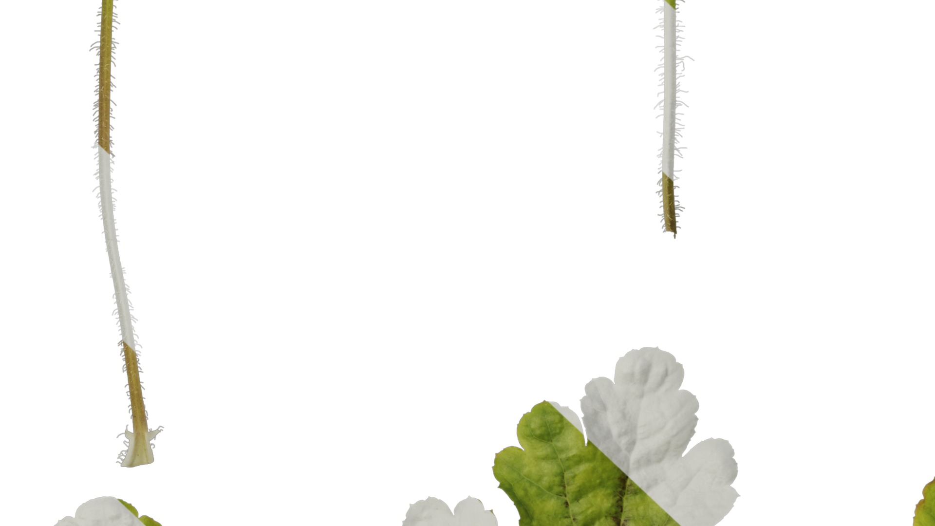 Anydrafts Heuchera micrantha Leaf 10 F Texture_7