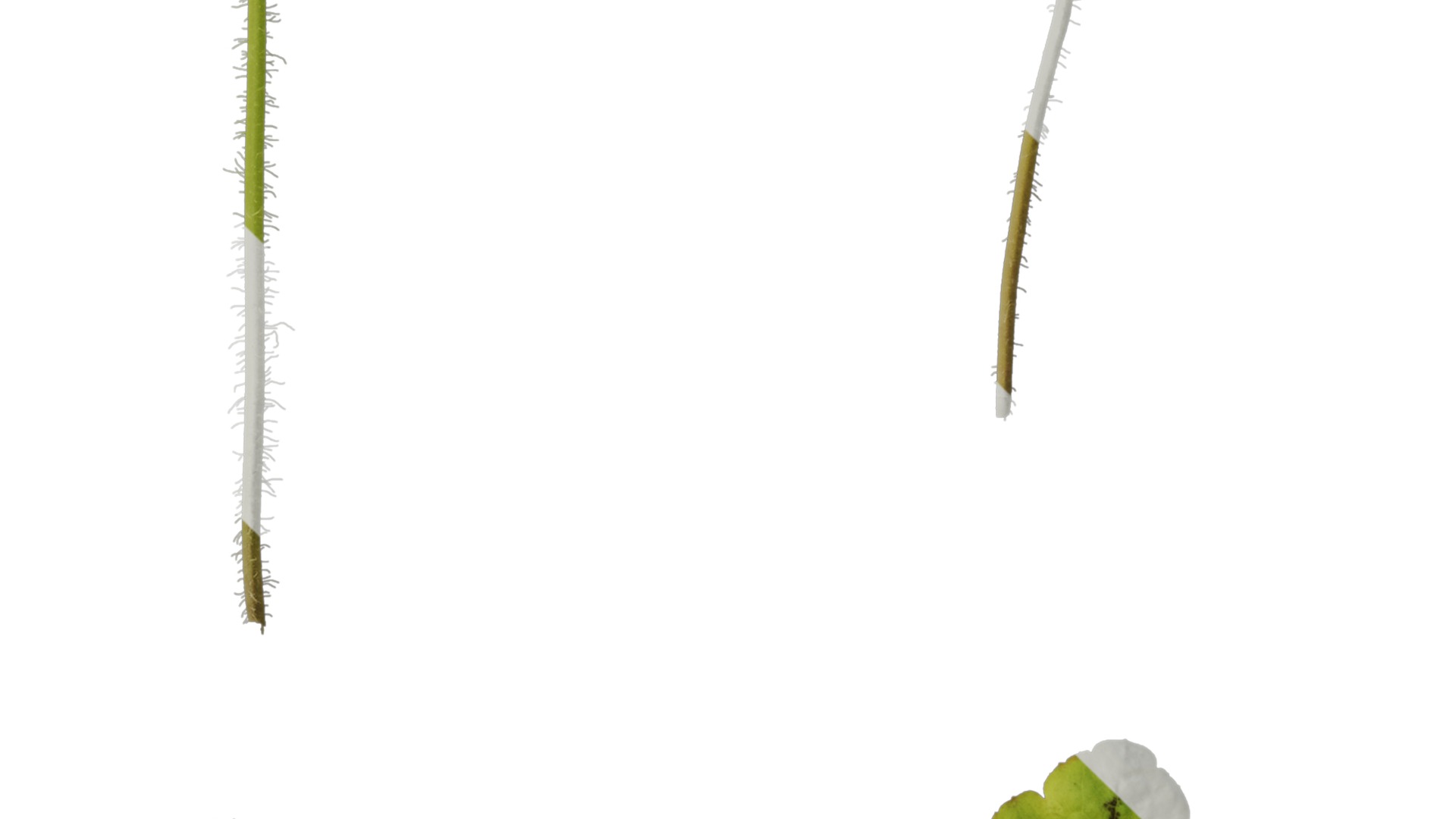 Anydrafts Heuchera micrantha Leaf 10 F Texture_4