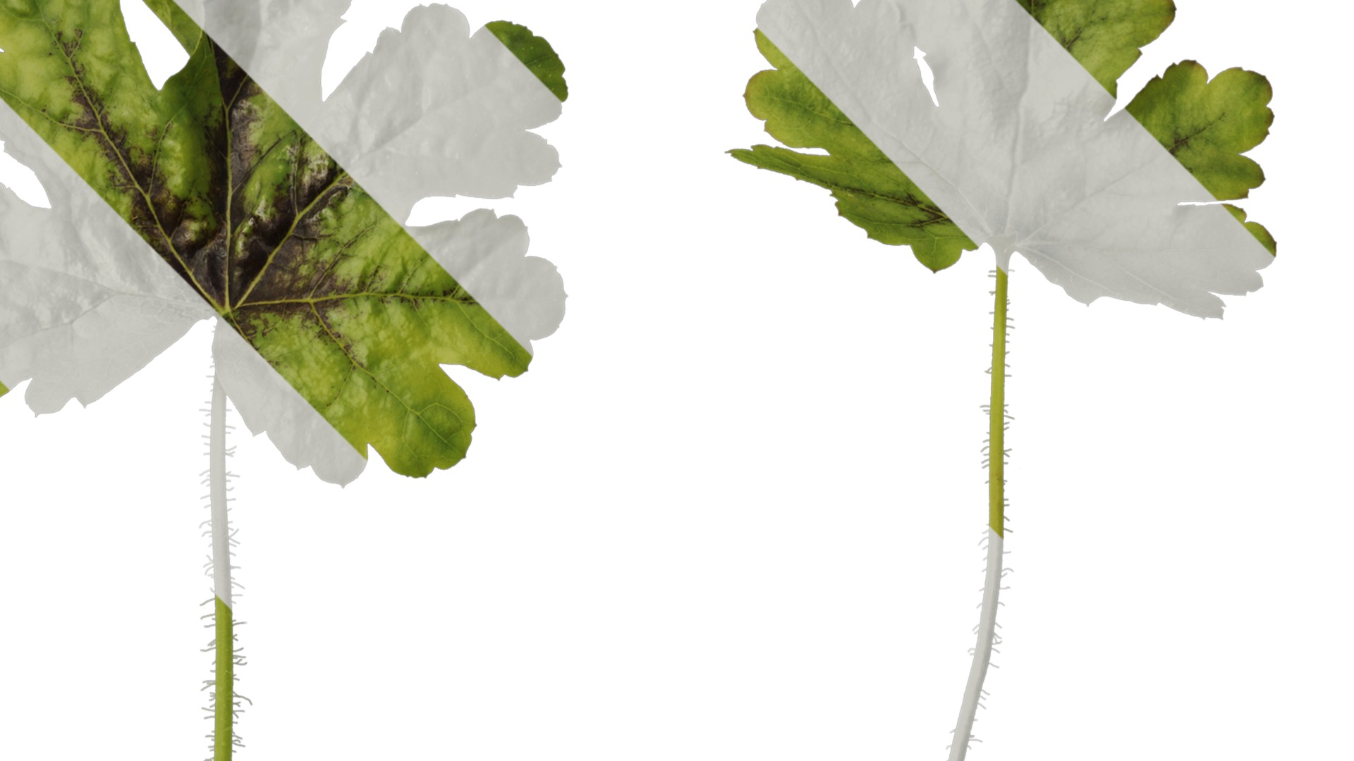 Anydrafts Heuchera micrantha Leaf 10 F Texture_2