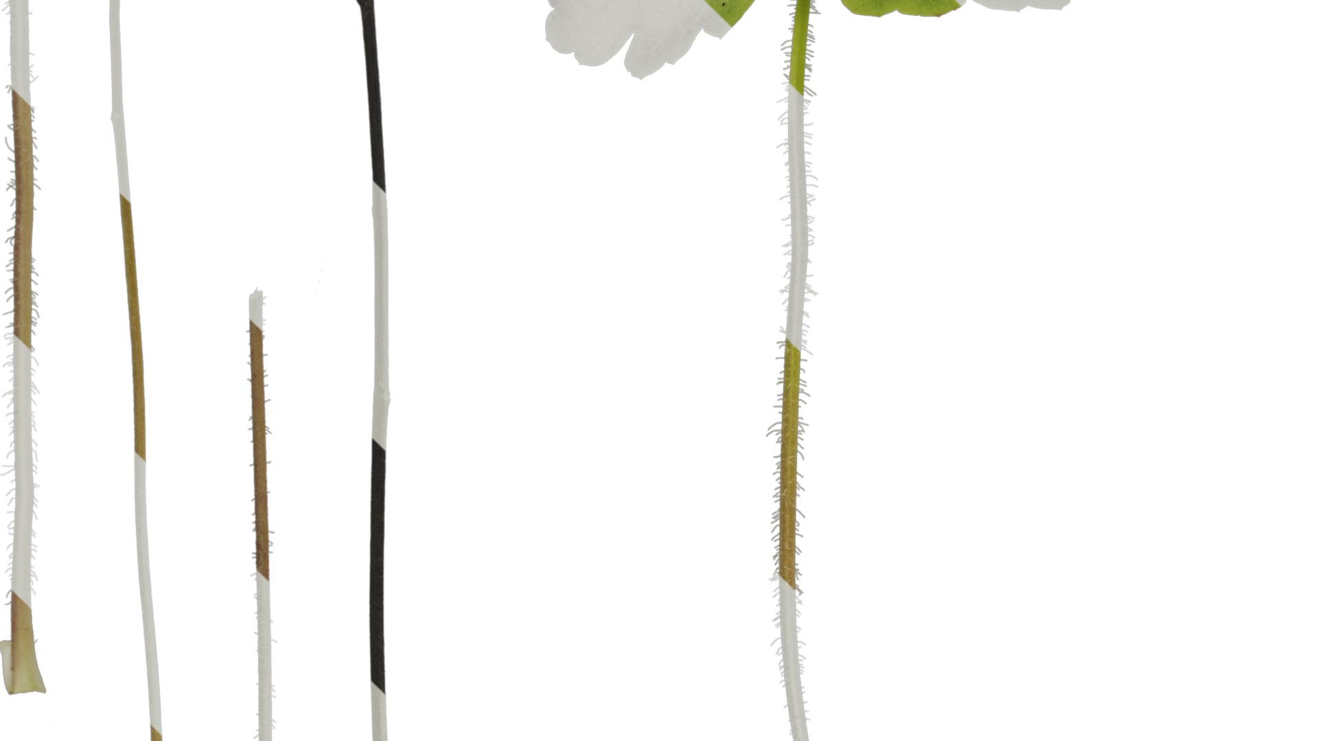 Anydrafts Heuchera micrantha Leaf 10 F Texture_3