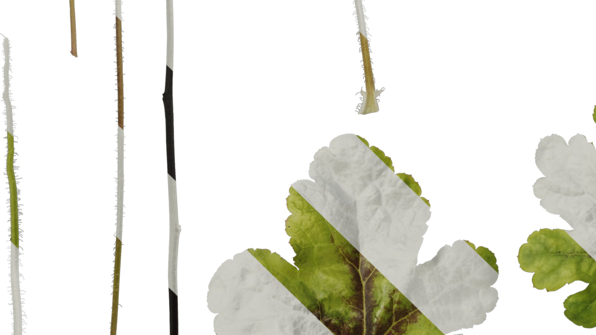 Anydrafts Heuchera micrantha Leaf 10 F Texture_5