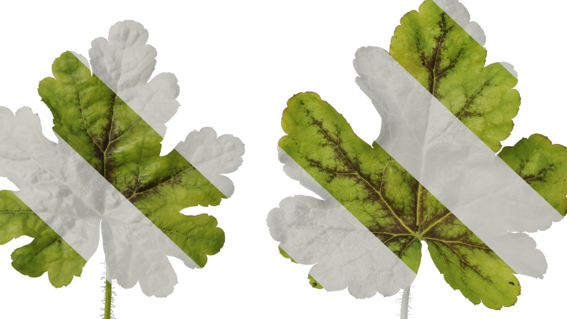 Anydrafts Heuchera micrantha Leaf 10 F Texture_6