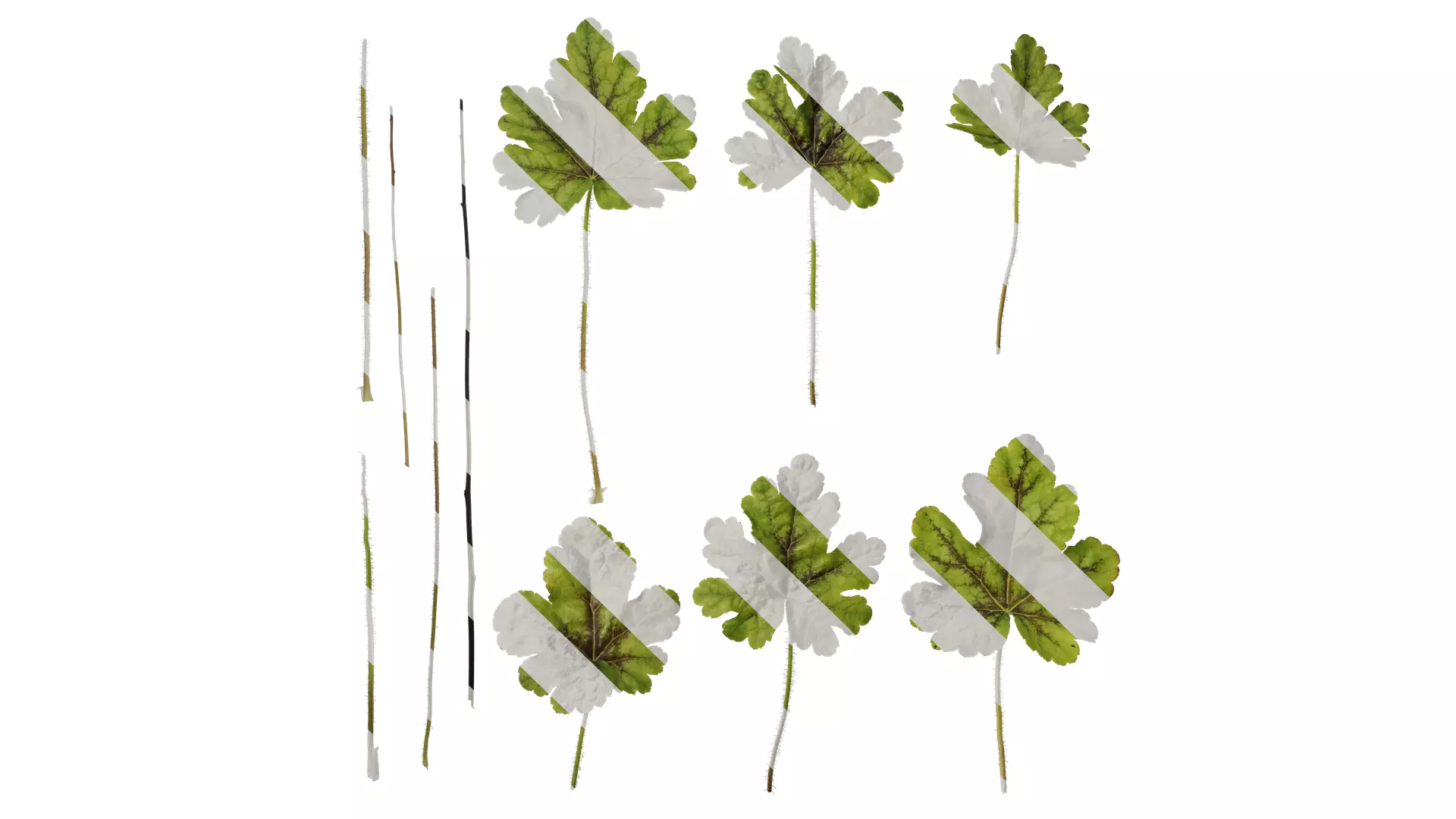 Anydrafts Heuchera micrantha Leaf 10 F Texture_0