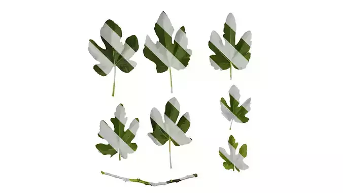 Anydrafts Ficus carica Leaf 05