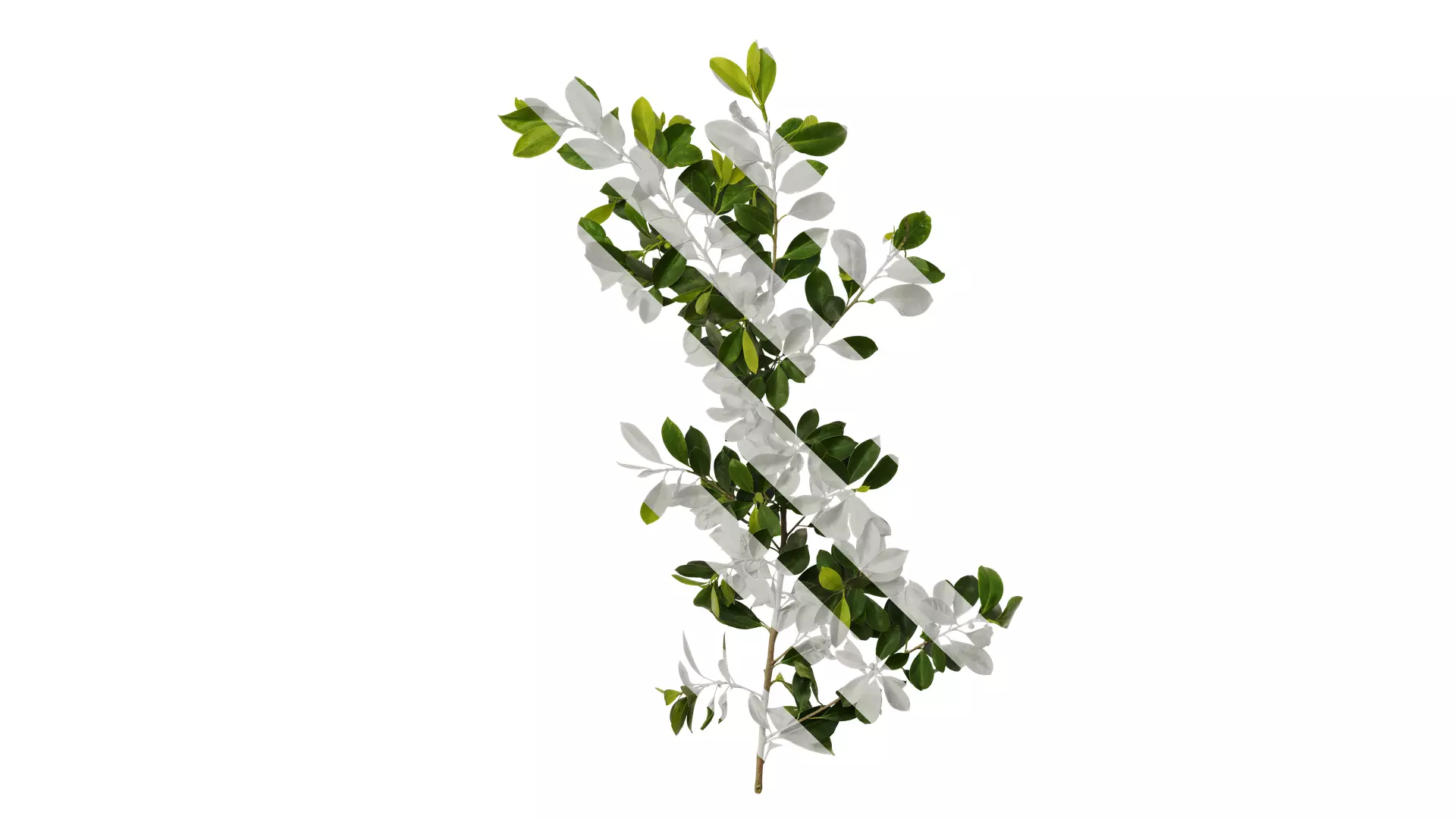 Anydrafts Ficus concinna Atlas 07 Texture
