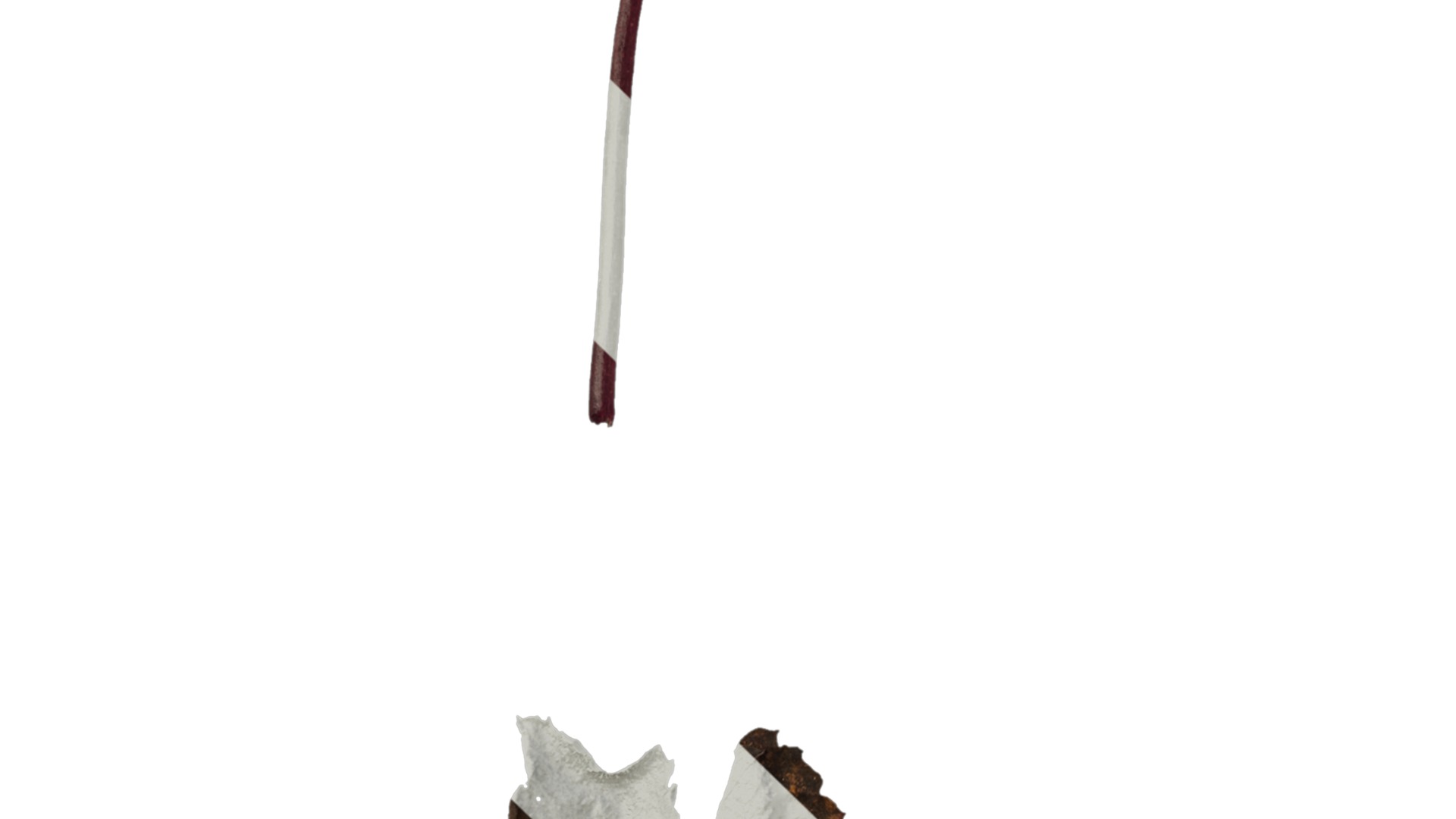 Anydrafts Heuchera micrantha Leaf 12 F Texture_5