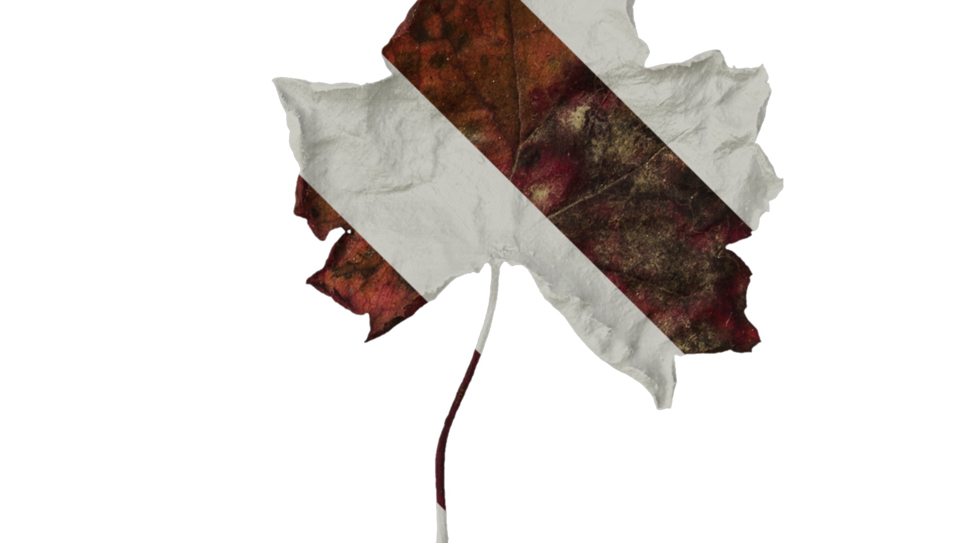 Anydrafts Heuchera micrantha Leaf 12 F Texture_2