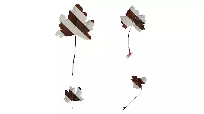 Anydrafts Heuchera micrantha Leaf 12 F