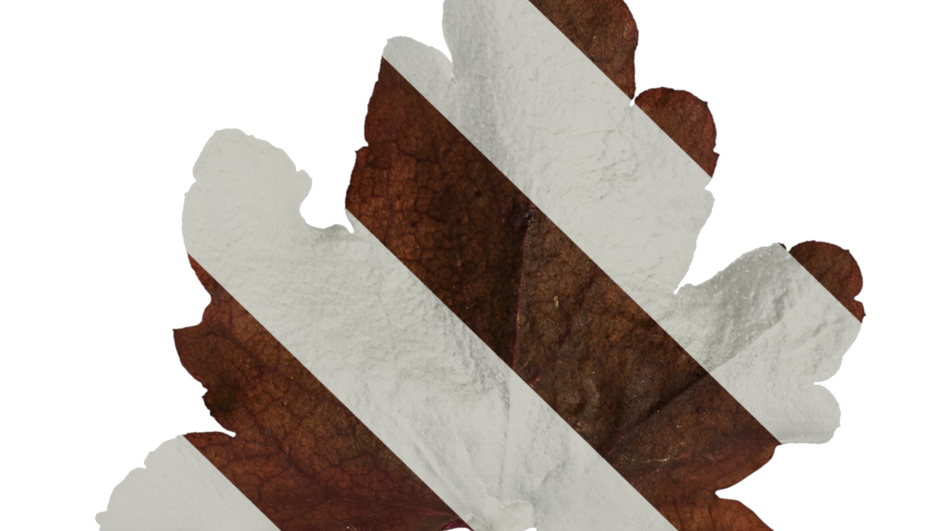 Anydrafts Heuchera micrantha Leaf 12 F Texture_1