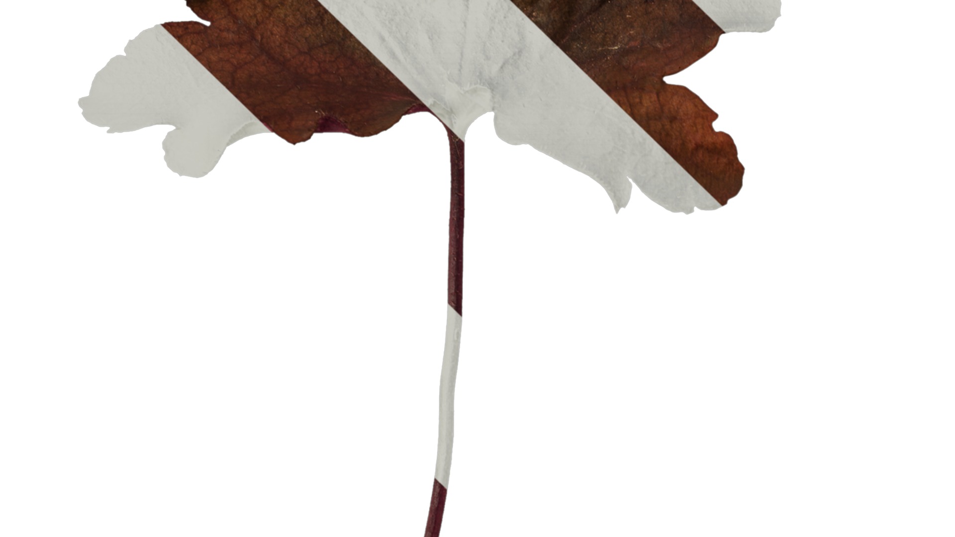 Anydrafts Heuchera micrantha Leaf 12 F Texture_3