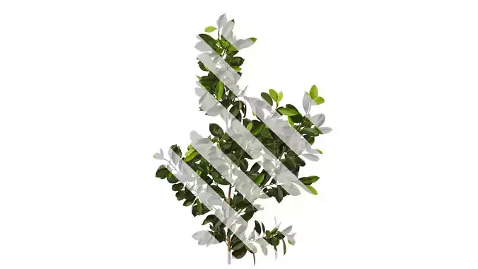 Anydrafts Ficus concinna Atlas 08