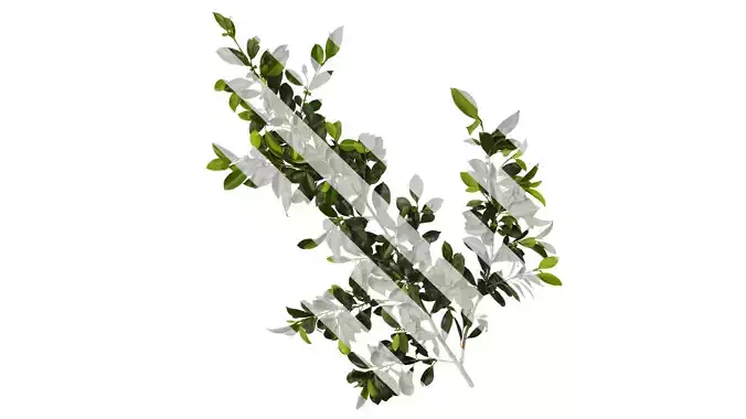 Anydrafts Ficus concinna Atlas 09