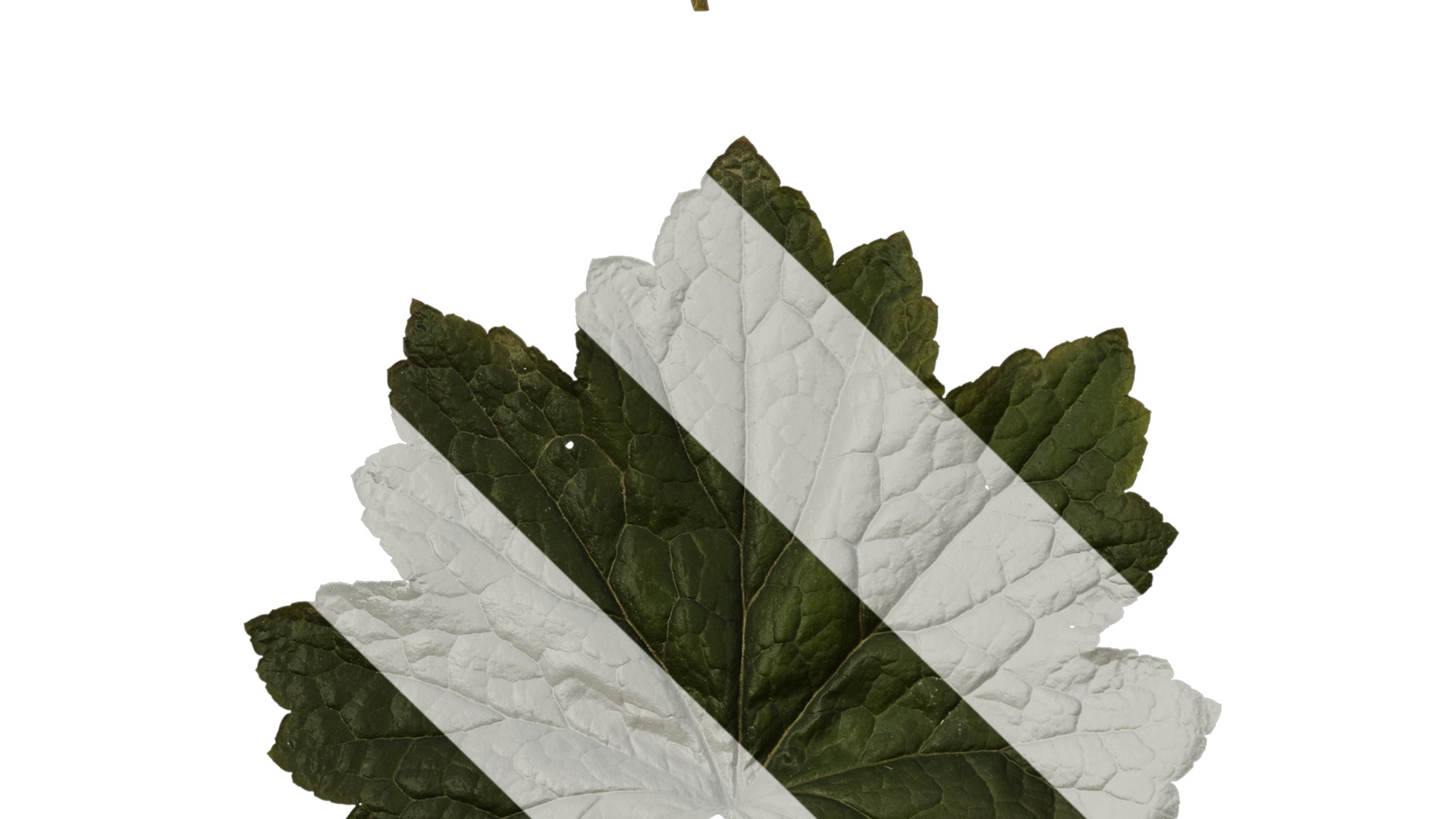 Anydrafts Heuchera micrantha Leaf 13 F Texture_5