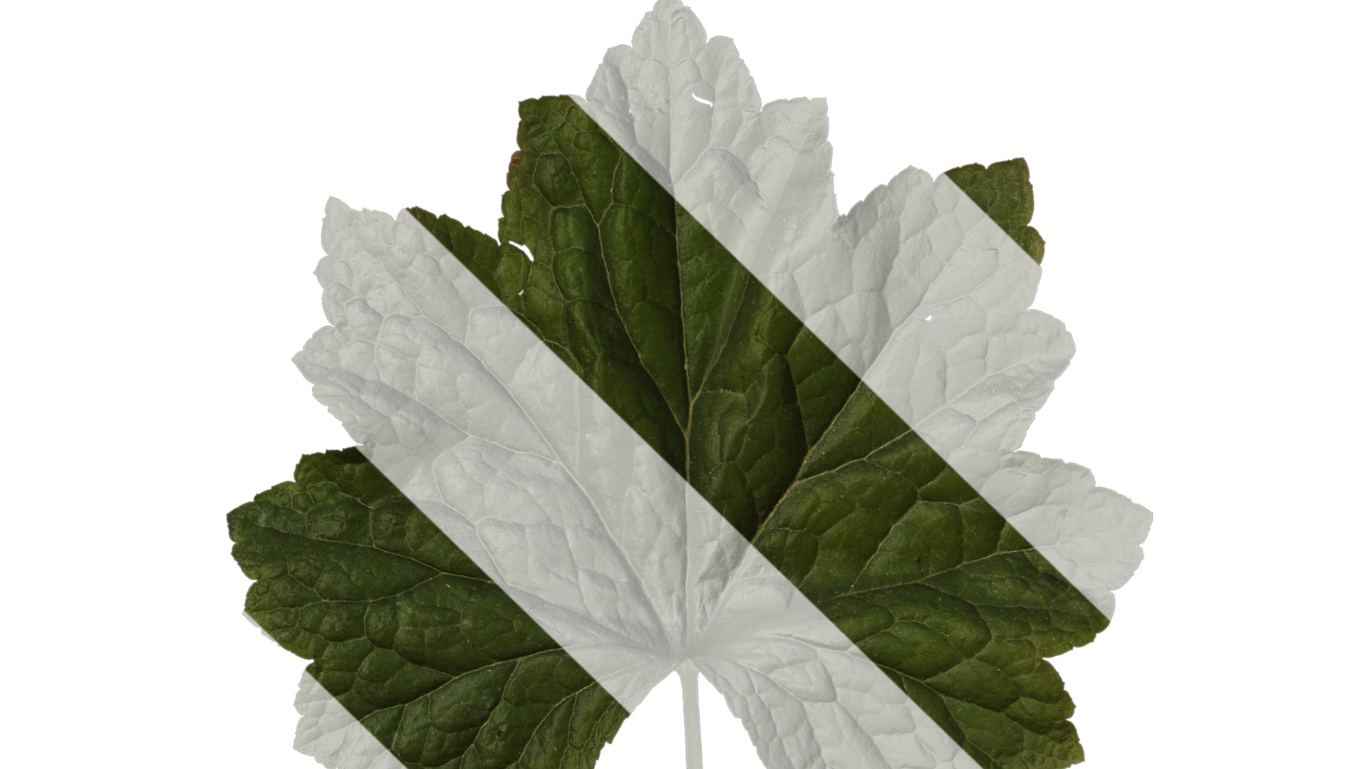 Anydrafts Heuchera micrantha Leaf 13 F Texture_1