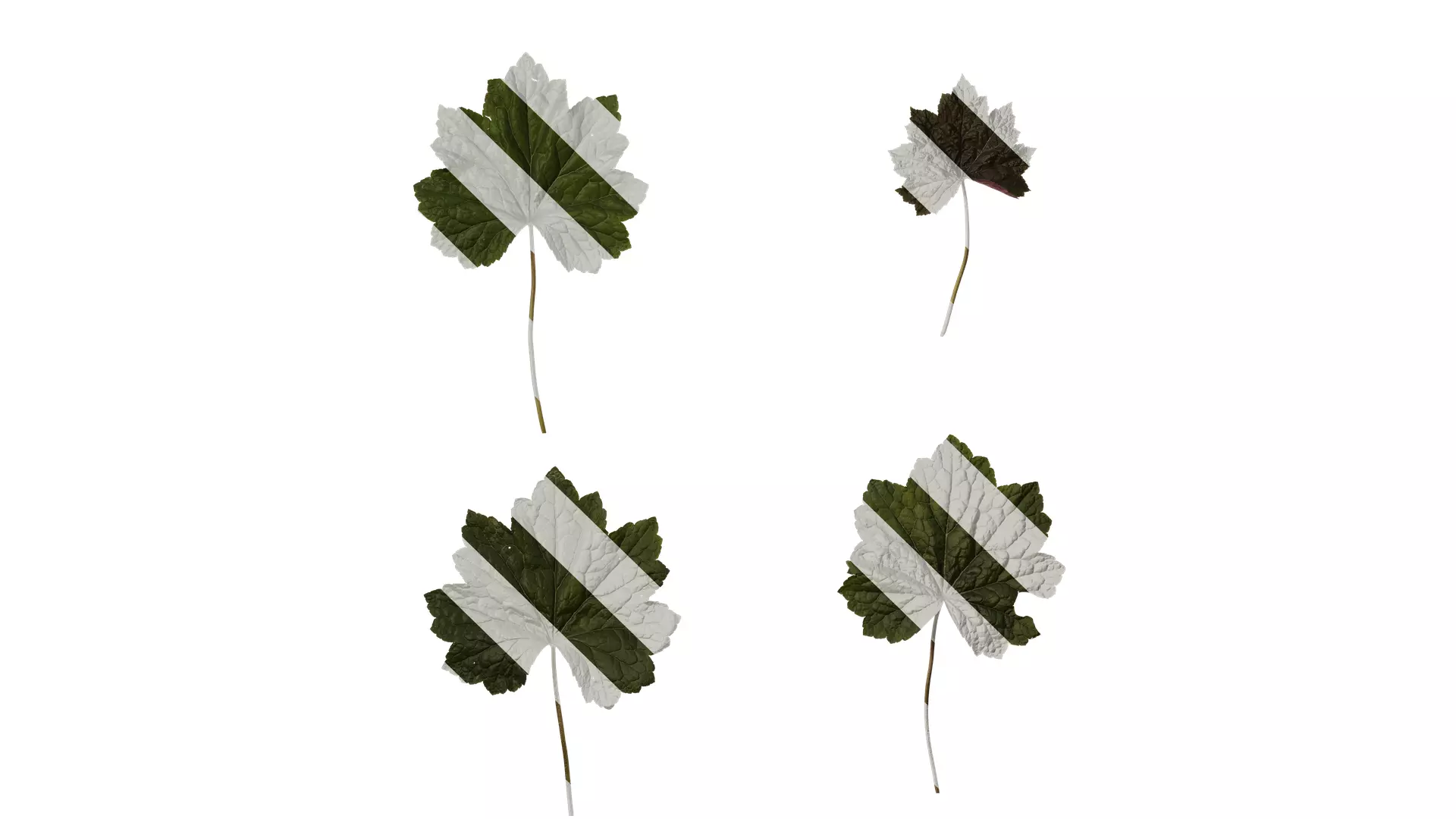 Anydrafts Heuchera micrantha Leaf 13 F Texture_0