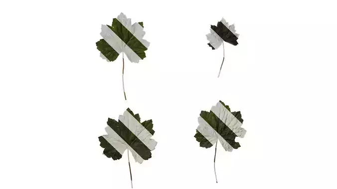 Anydrafts Heuchera micrantha Leaf 13 F