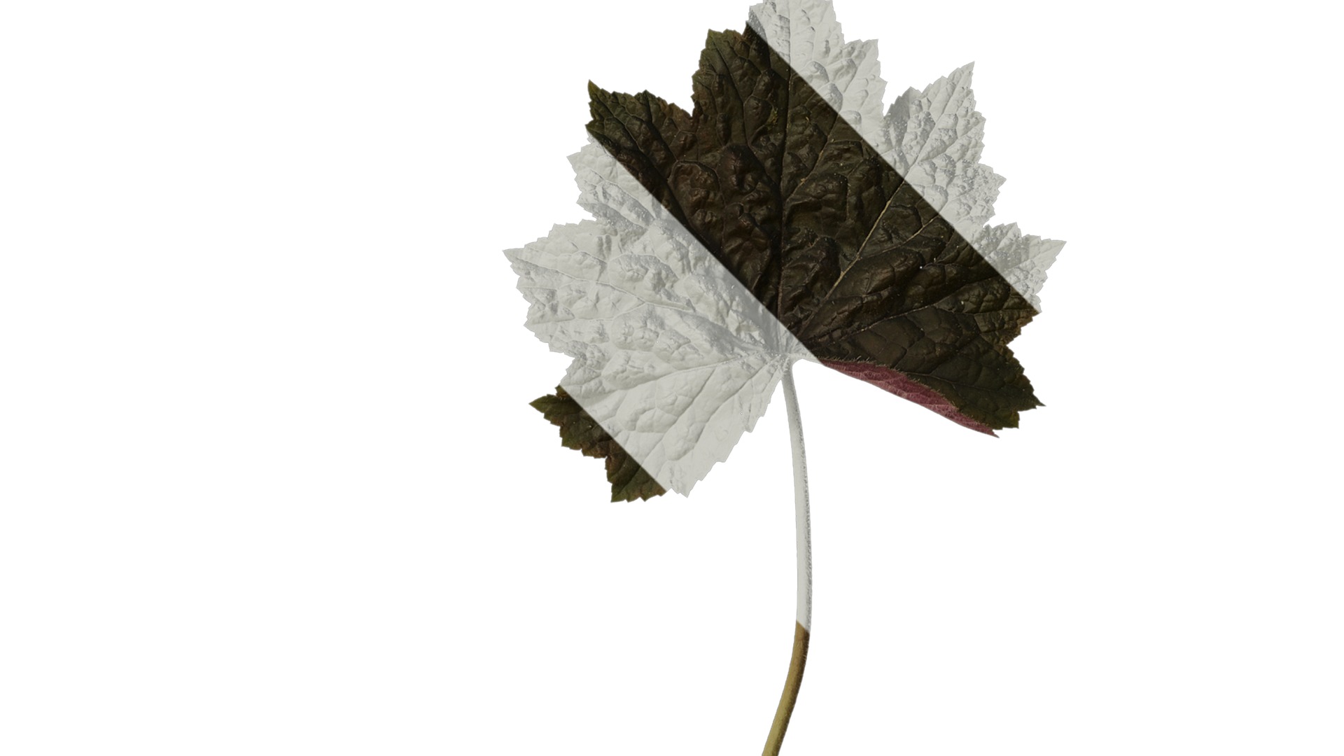 Anydrafts Heuchera micrantha Leaf 13 F Texture_2