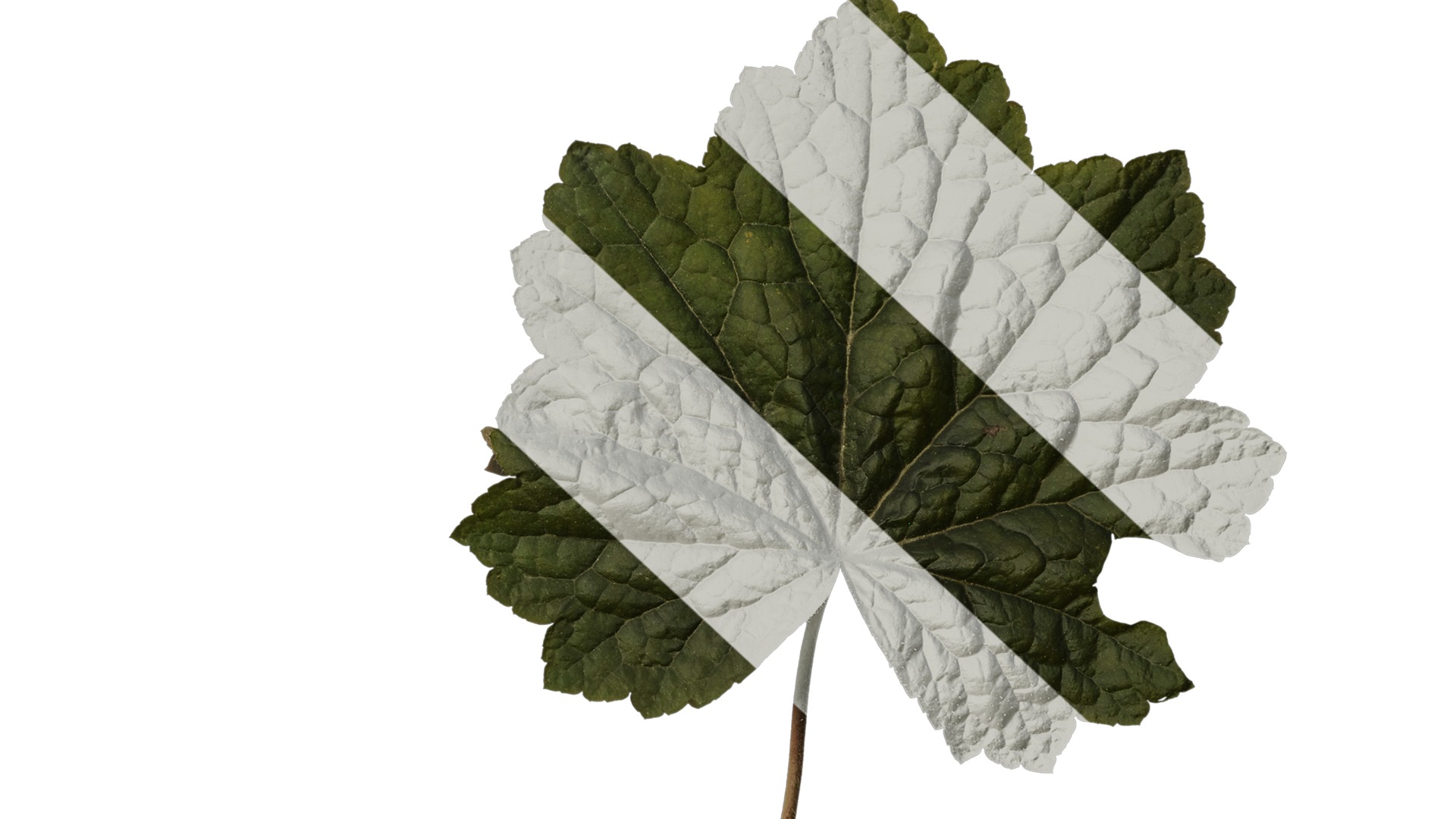 Anydrafts Heuchera micrantha Leaf 13 F Texture_6