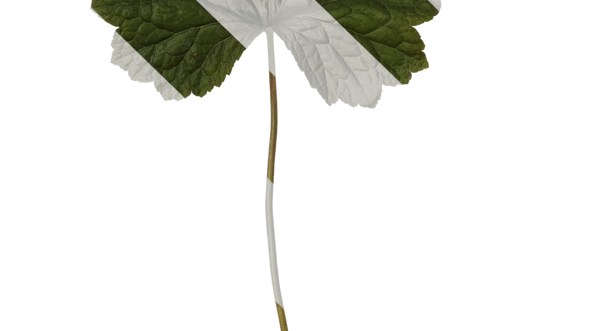 Anydrafts Heuchera micrantha Leaf 13 F Texture_3