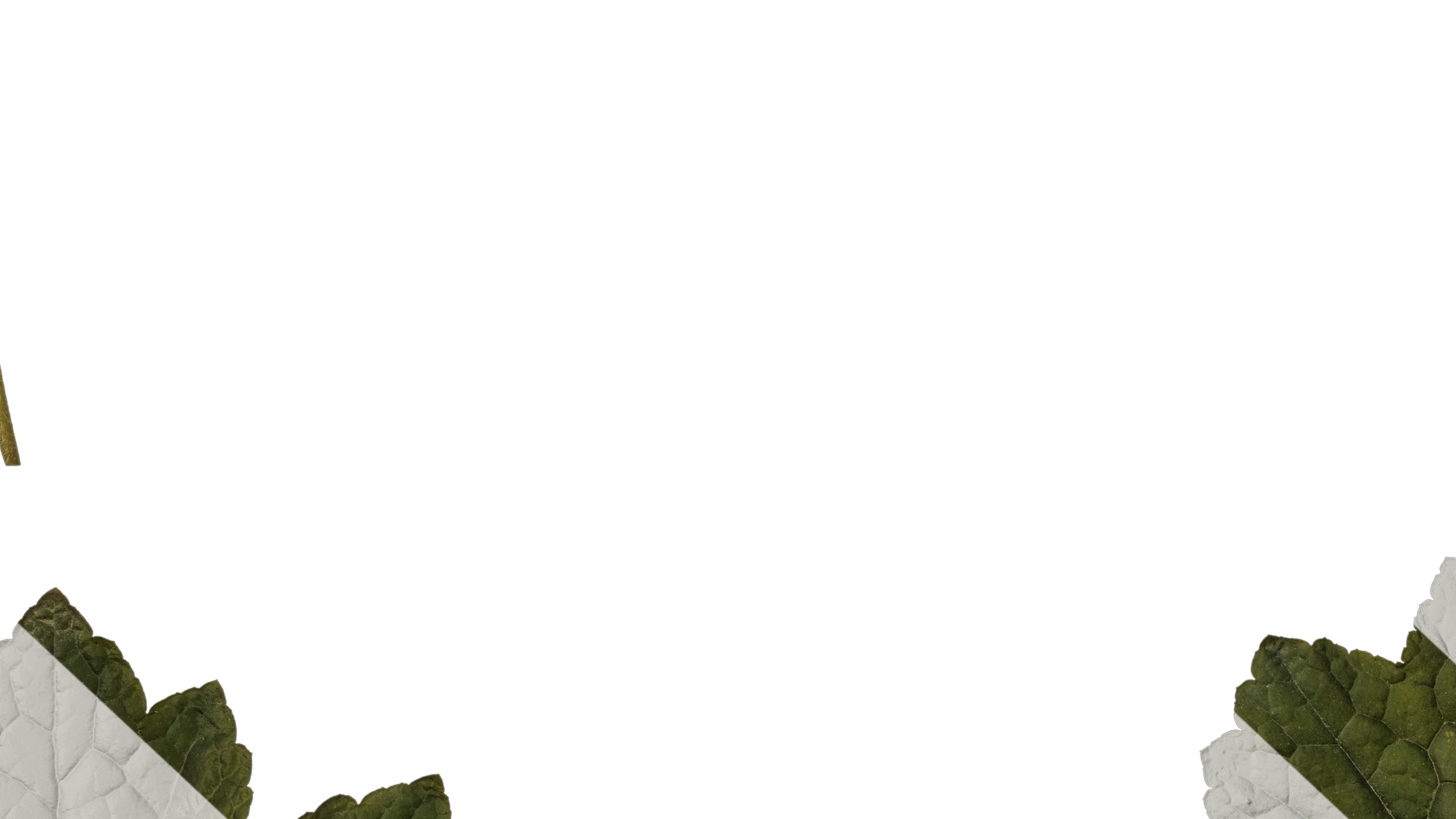 Anydrafts Heuchera micrantha Leaf 13 F Texture_7