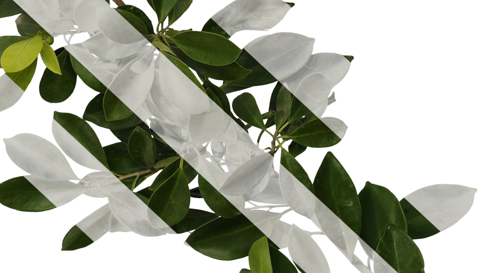 Anydrafts Ficus concinna Atlas 10 Texture_6