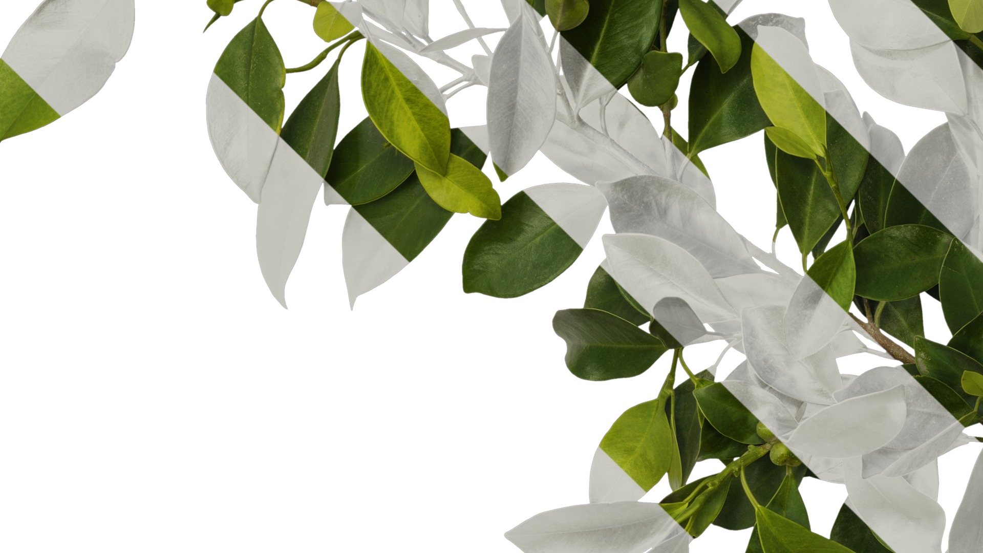 Anydrafts Ficus concinna Atlas 10 Texture_3