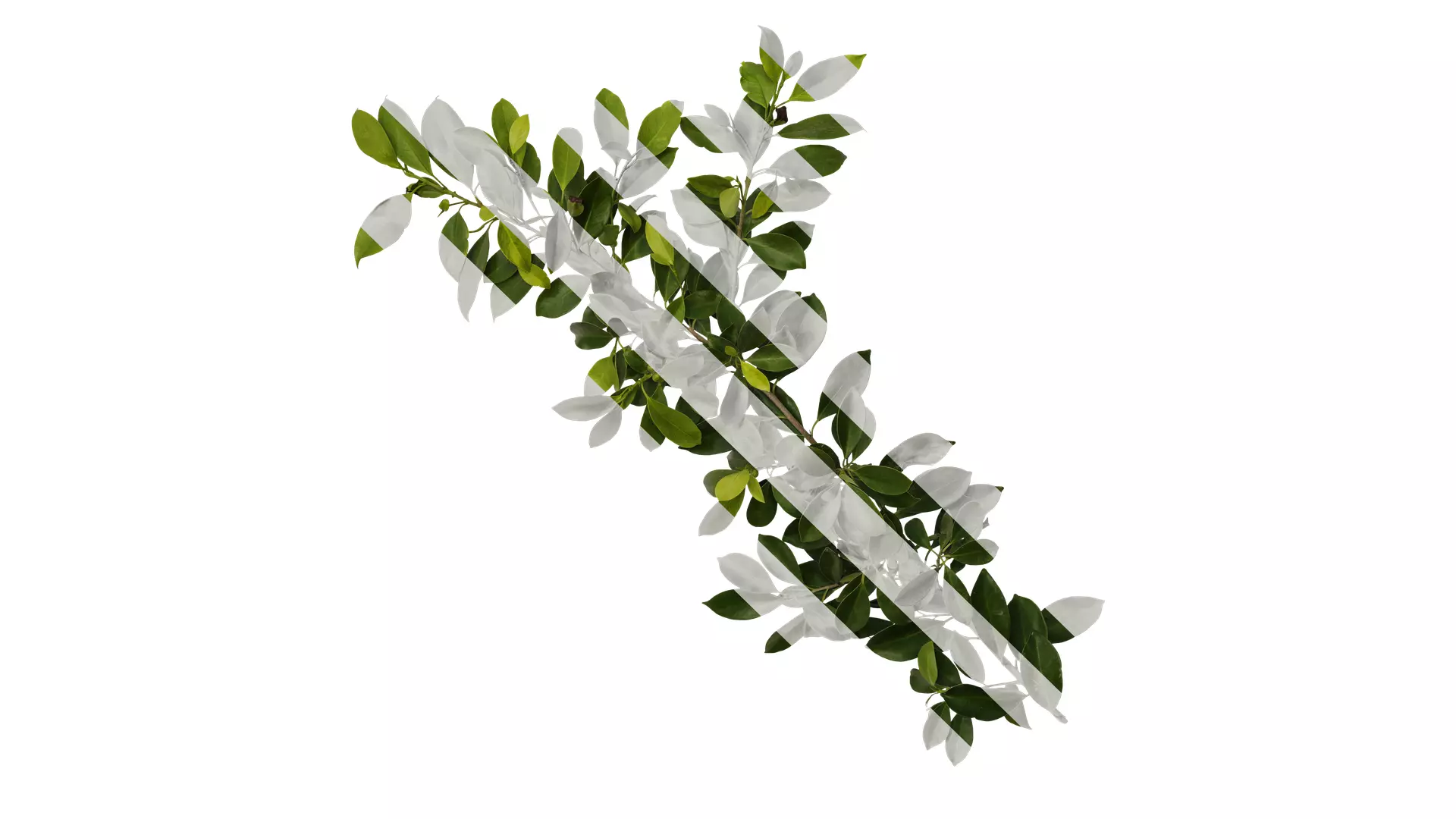 Anydrafts Ficus concinna Atlas 10 Texture_0