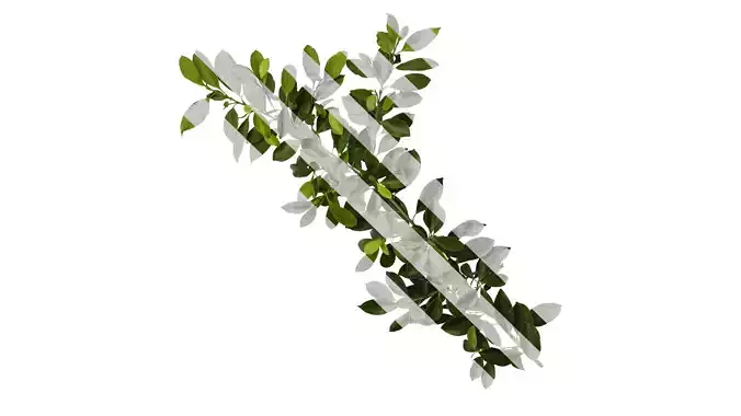 Anydrafts Ficus concinna Atlas 10