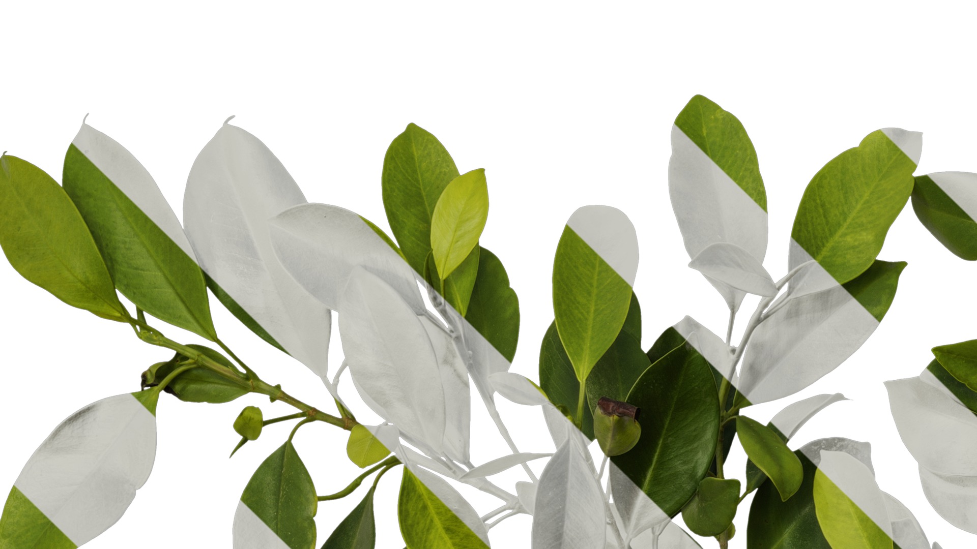 Anydrafts Ficus concinna Atlas 10 Texture_1